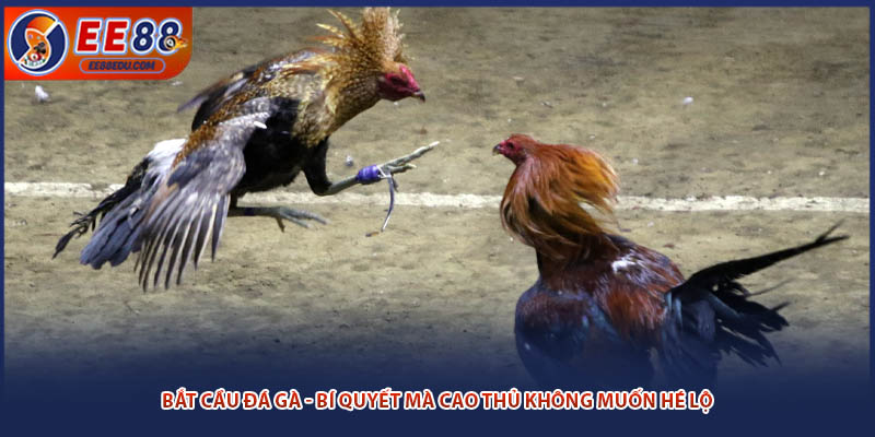Bắt Cầu Đá Gà - Bí Quyết Mà Cao Thủ Không Muốn Hé Lộ