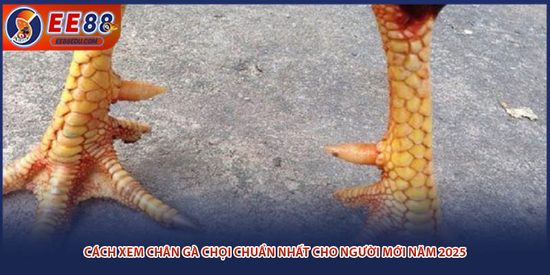 Cách Xem Chân Gà Chọi Chuẩn Nhất Cho Người Mới Năm 2025