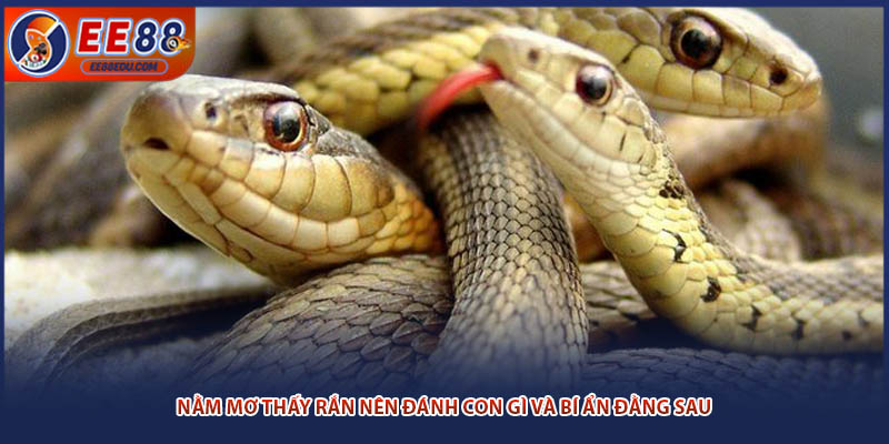 Nằm Mơ Thấy Rắn Nên Đánh Con Gì Và Bí Ẩn Đằng Sau